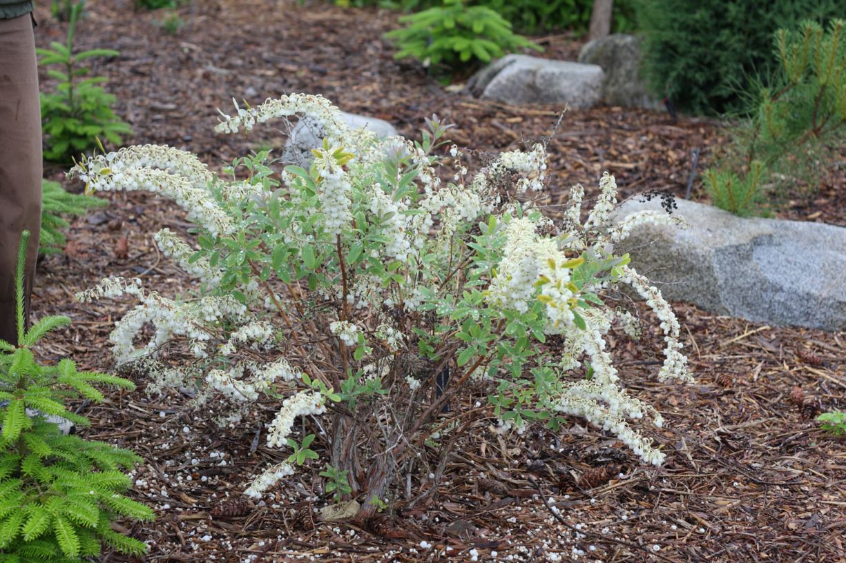 Zenobia pulverulenta - honeycup, dusty zenobia
