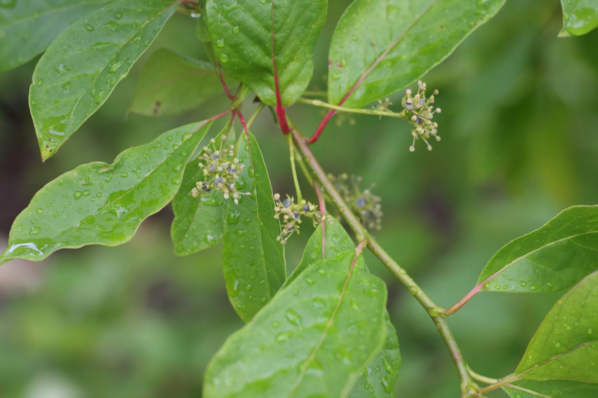 Nyssa sylvatica - black tupelo