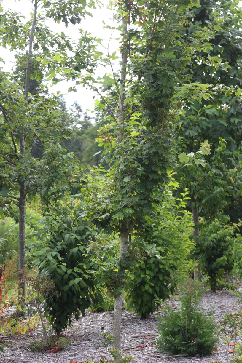 Acer saccharum - sugar maple