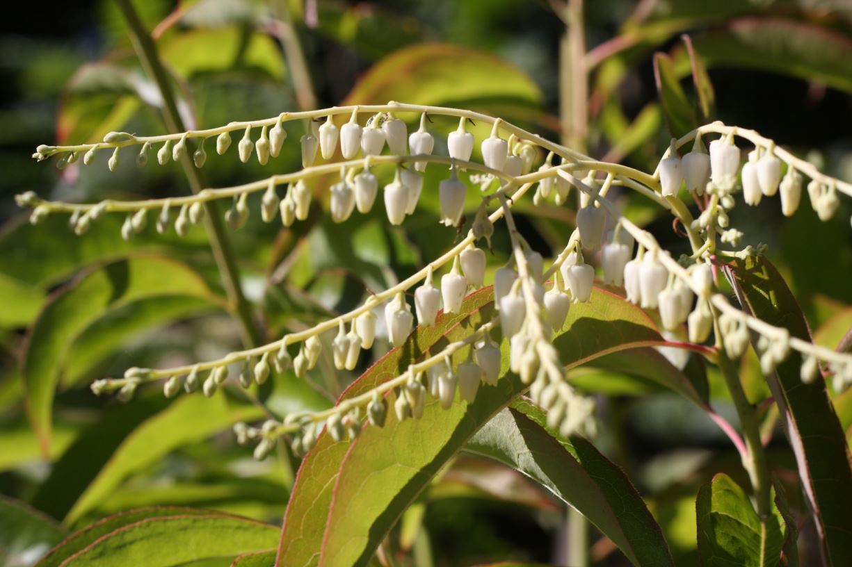 Oxydendrum arboreum - sourwood