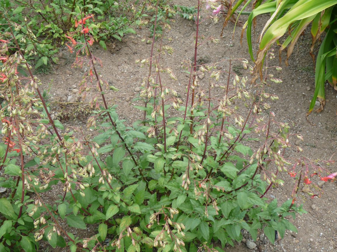 Phygelius capensis - Cape figwort, Cape fuchsia