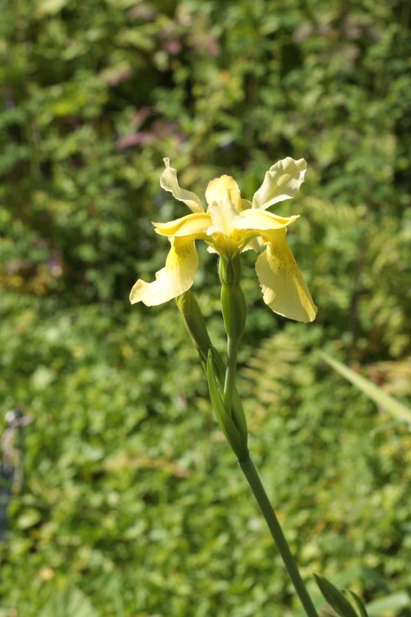 Iris wilsonii - yellow iris