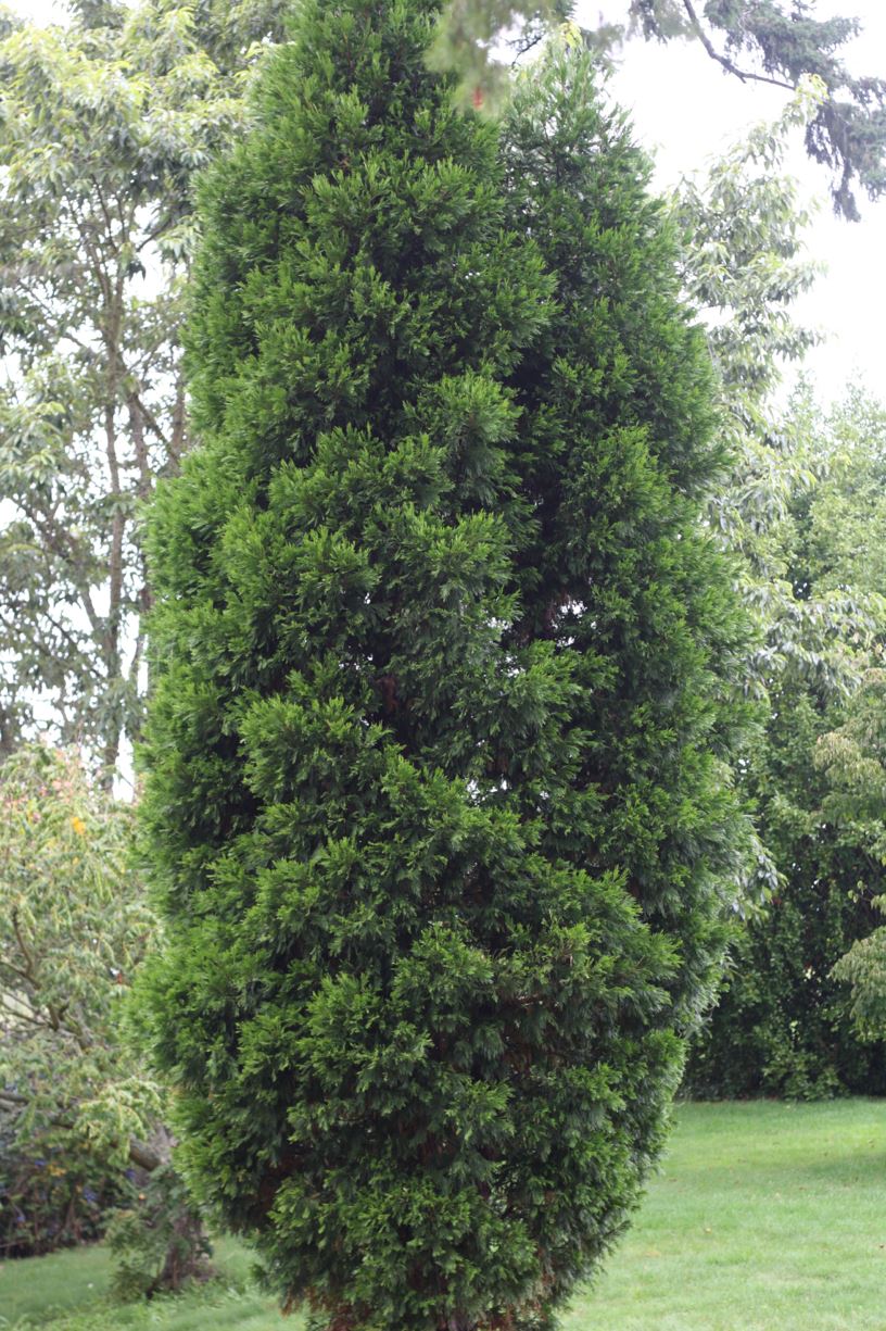 Calocedrus decurrens - incense cedar