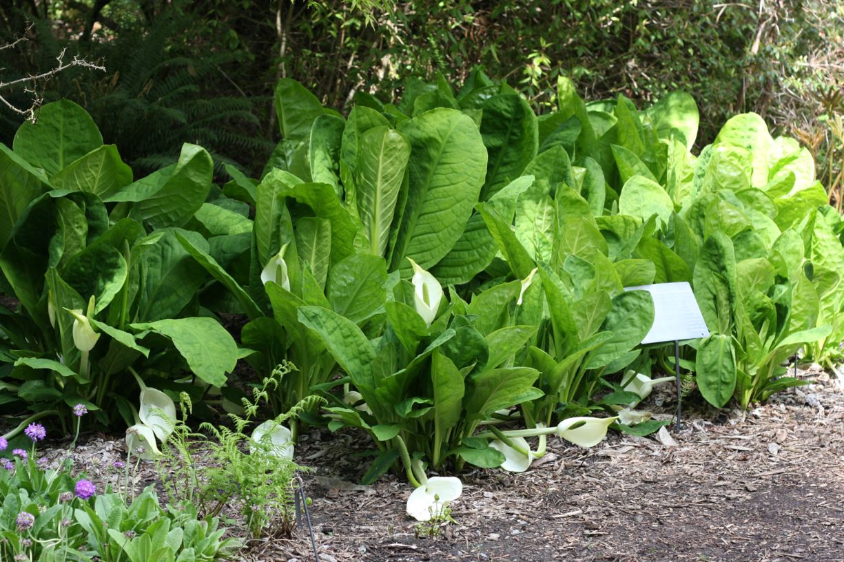 Lysichiton camtschatcensis - white skunk cabbage, Asian skunk cabbage
