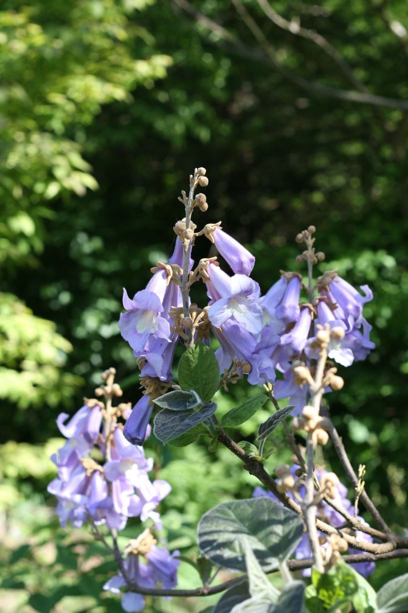 Paulownia tomentosa var. tsinlingensis - Quinling empress tree