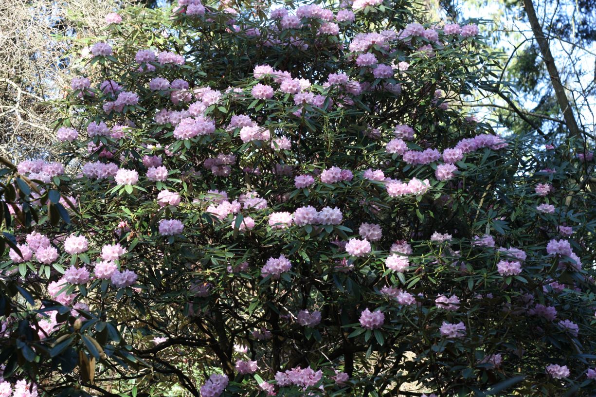 Rhododendron principis