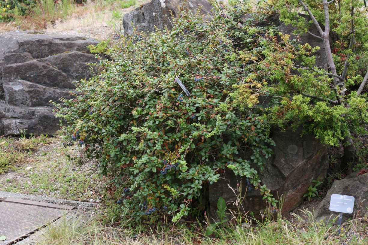 Berberis darwinii - Darwin's barberry
