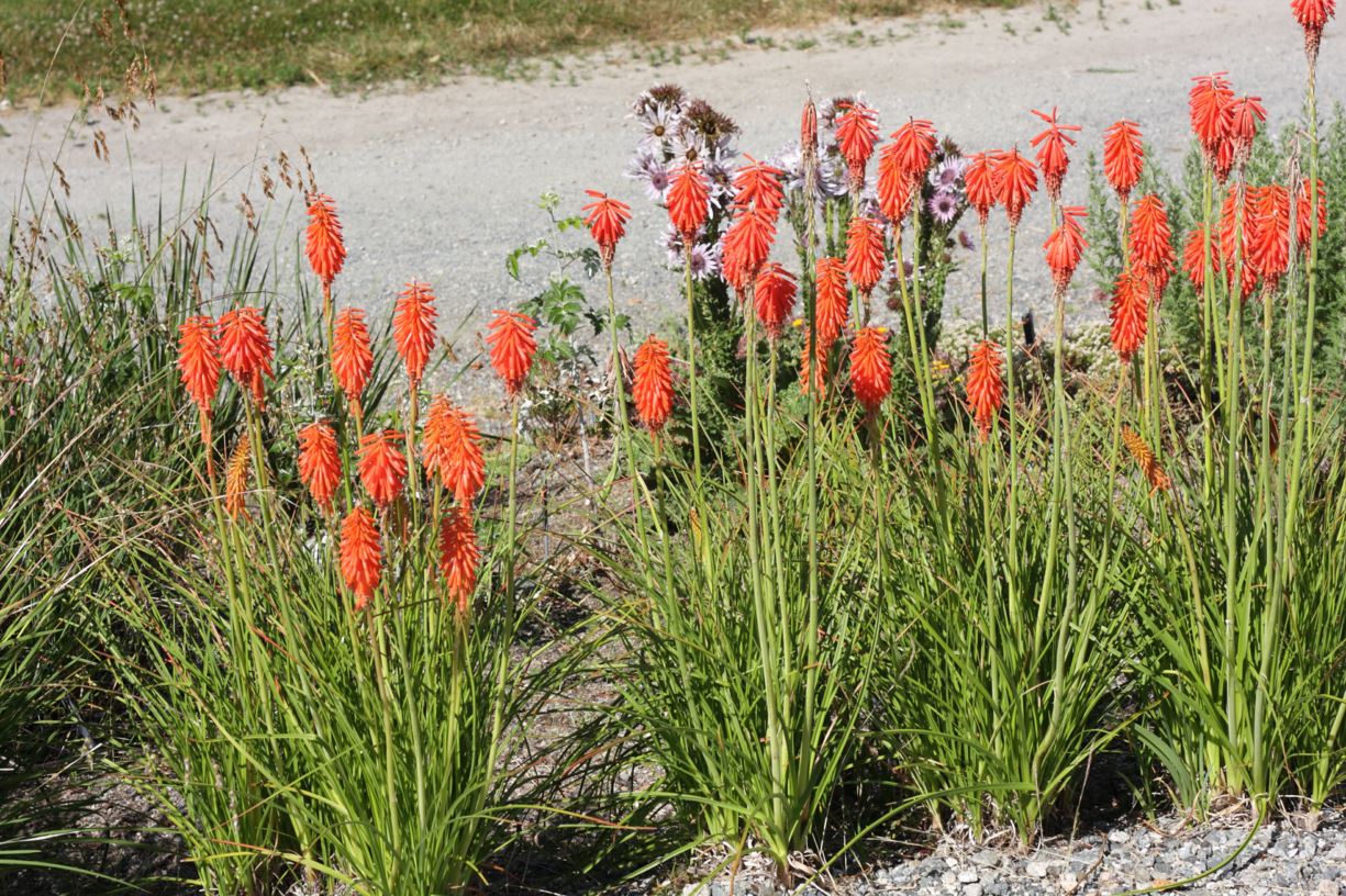 Kniphofia triangularis subsp. obtusiloba - mandarin torch lily