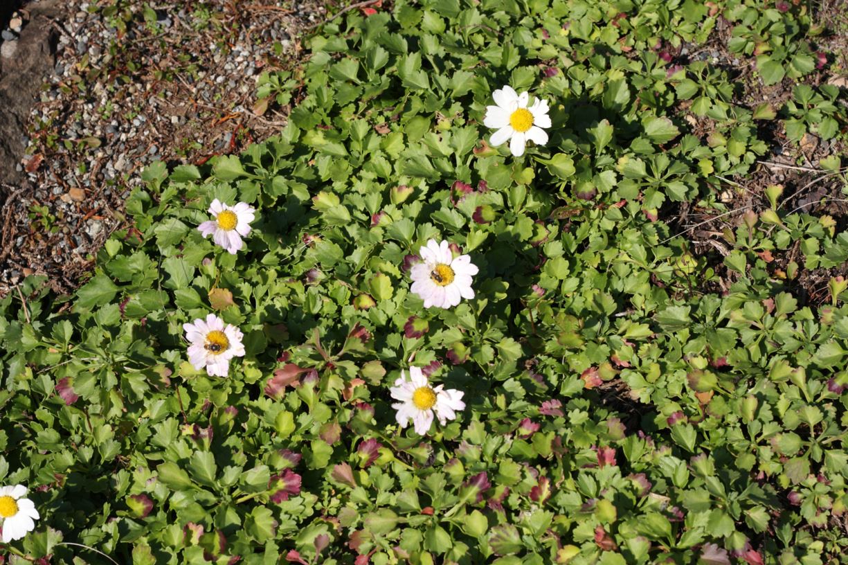 Chrysanthemum yezoense - Hokkaido chrysanthemum