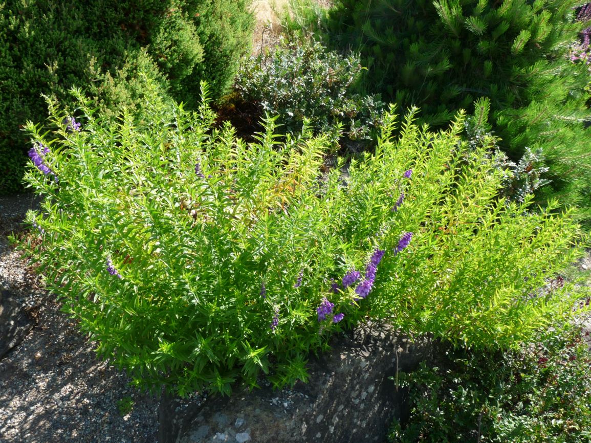 Scutellaria baicalensis - Baikal skullcap
