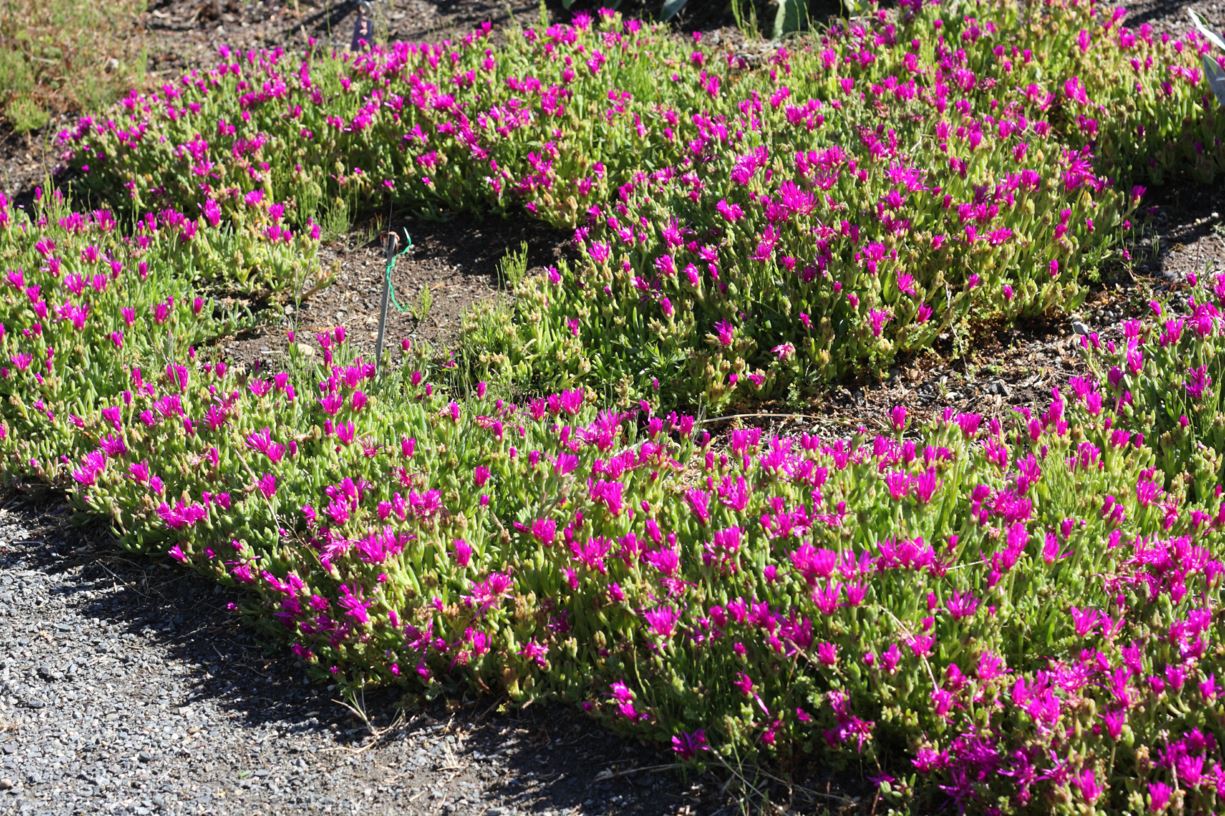 Delosperma cooperi - hardy iceplant
