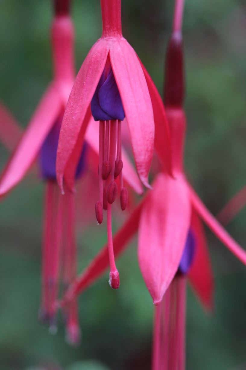 Fuchsia magellanica - hardy fuchsia