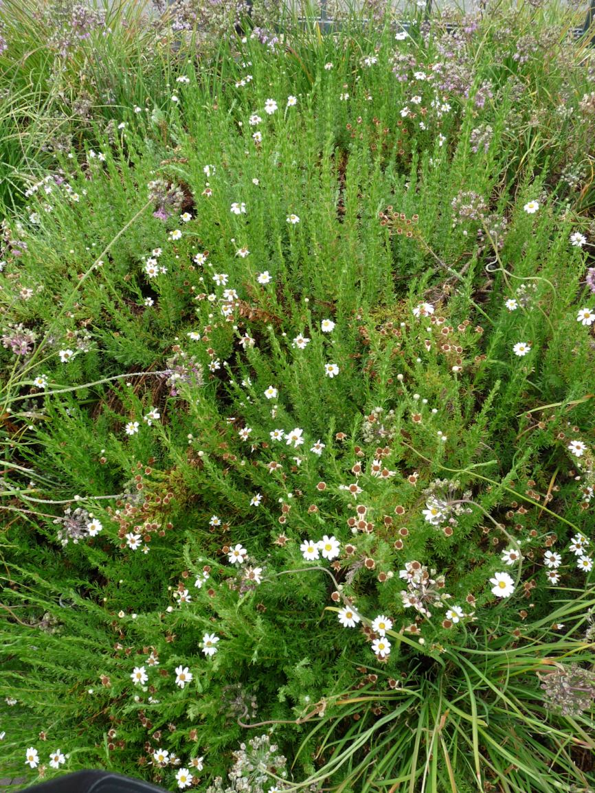 Eumorphia sericea subsp. robustior - eumorphia