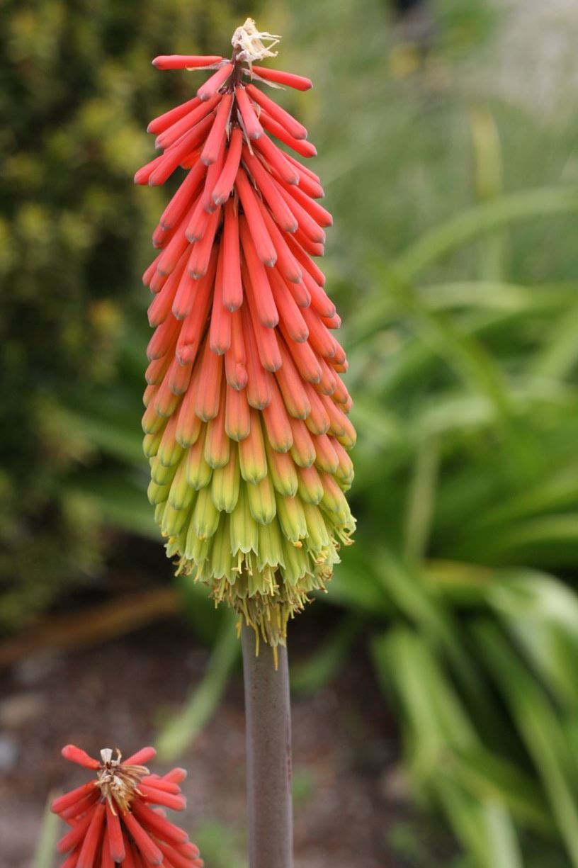 Kniphofia hirsuta - hairy torch lily