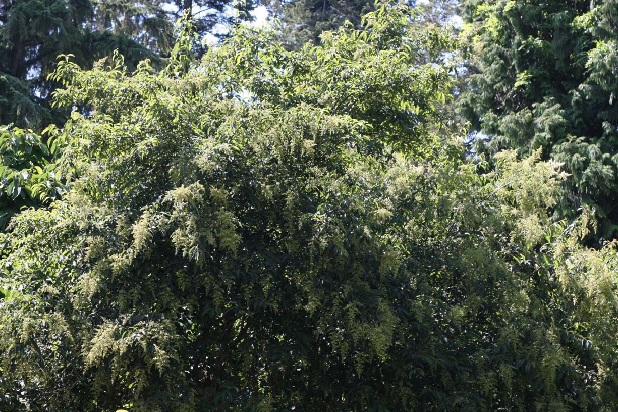 Meliosma cuneifolia - wedge-leaved bubble-flower
