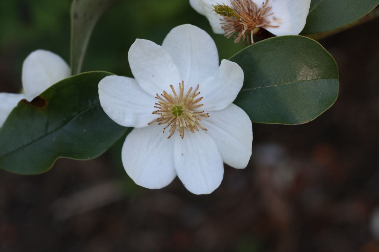 Magnolia laevifolia - evergreen magnolia