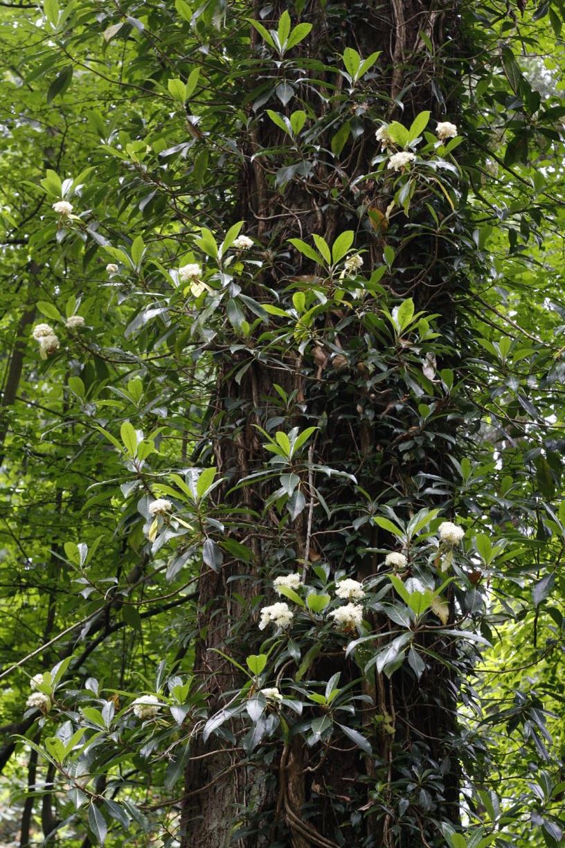 Hydrangea integrifolia - evergreen hydrangea vine, evergreen climbing hydrangea