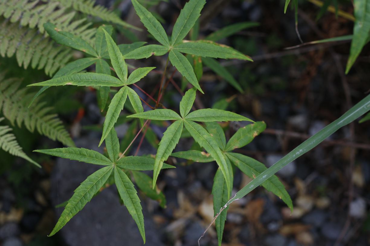 Acer pentaphyllum - five-fingered maple