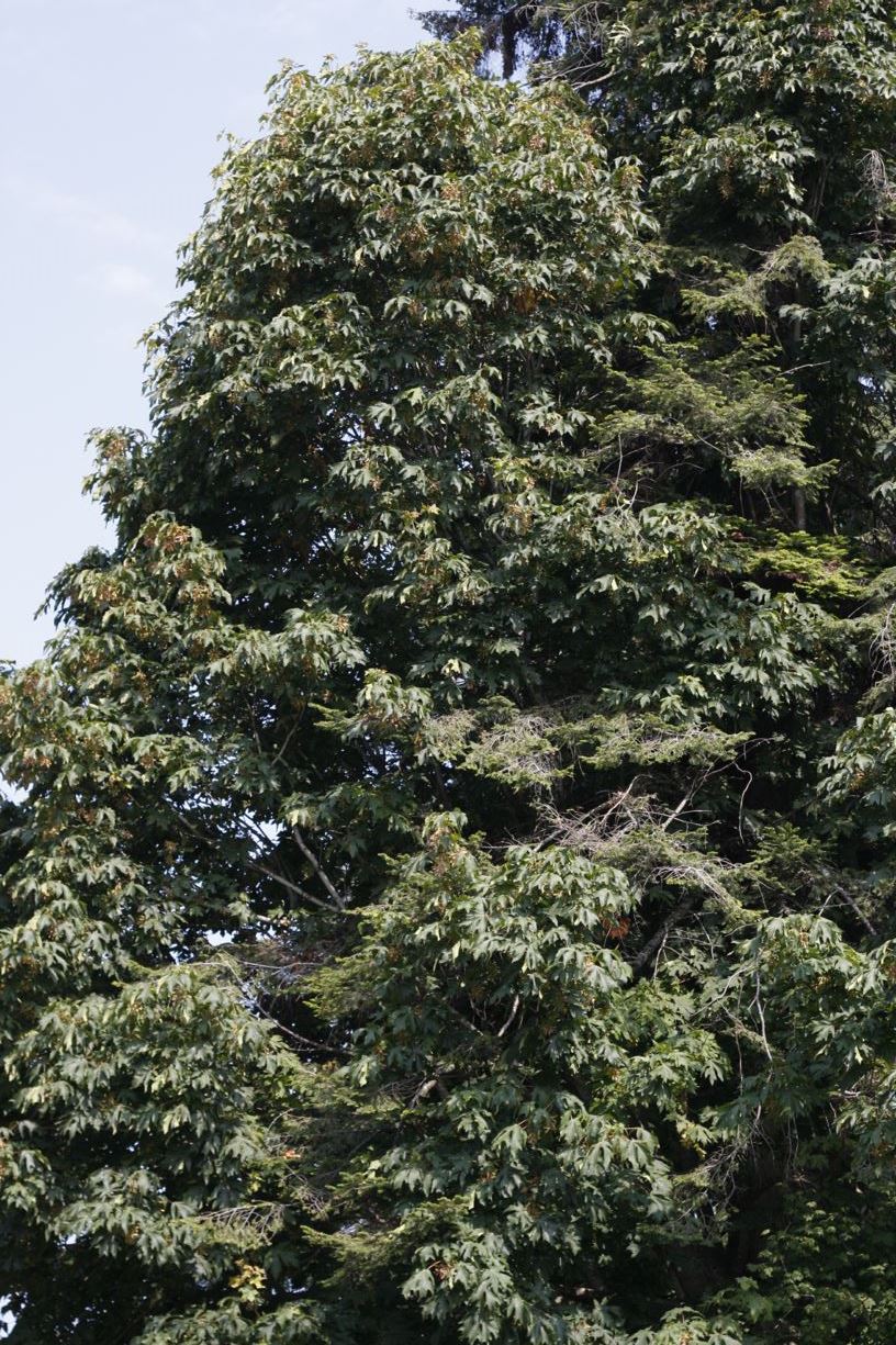 Acer macrophyllum - bigleaf maple, Oregon maple