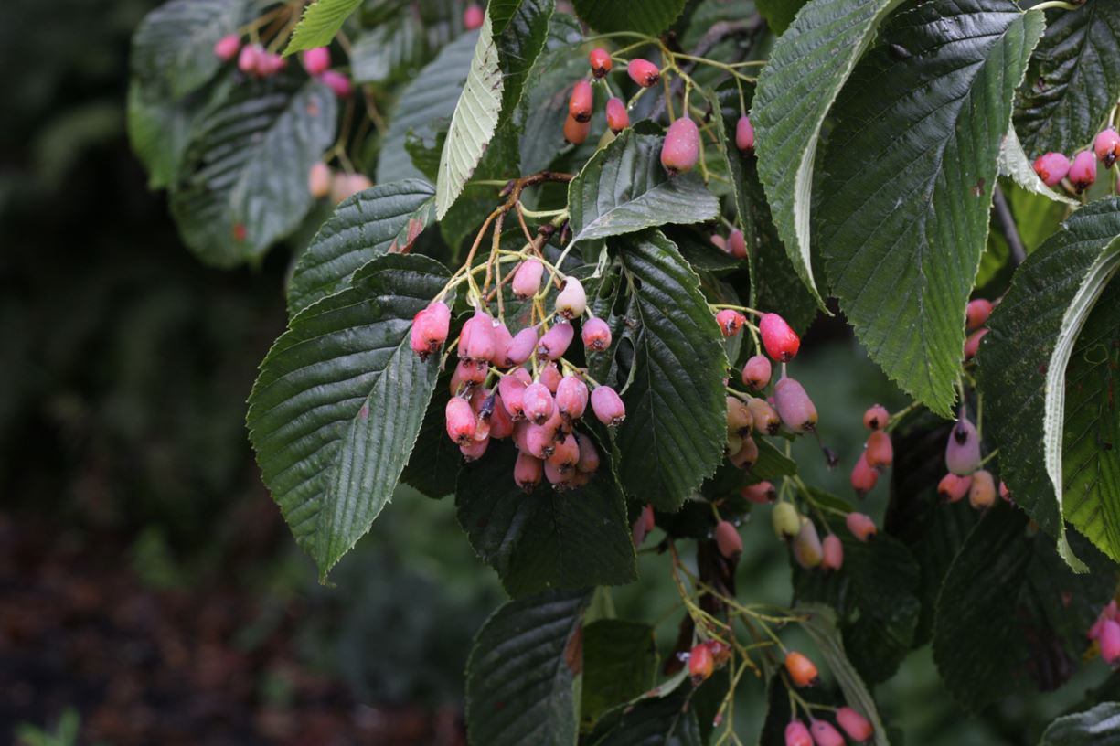 Micromeles yuana - Yu's whitebeam, Yuan whitebeam