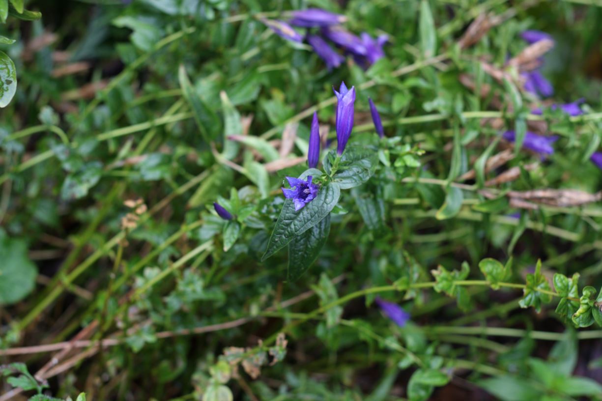 Gentiana asclepiadea - willow gentian
