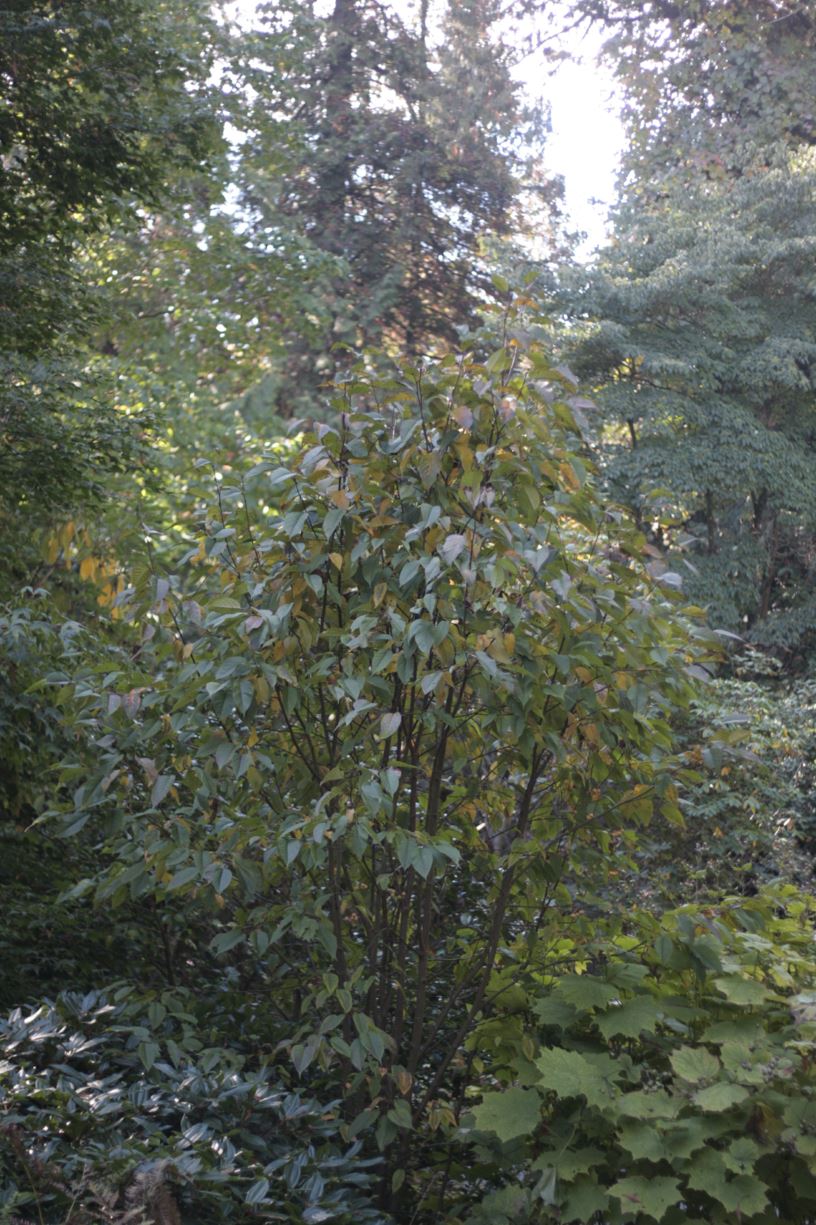 Malus prattii - Pratt's crabapple