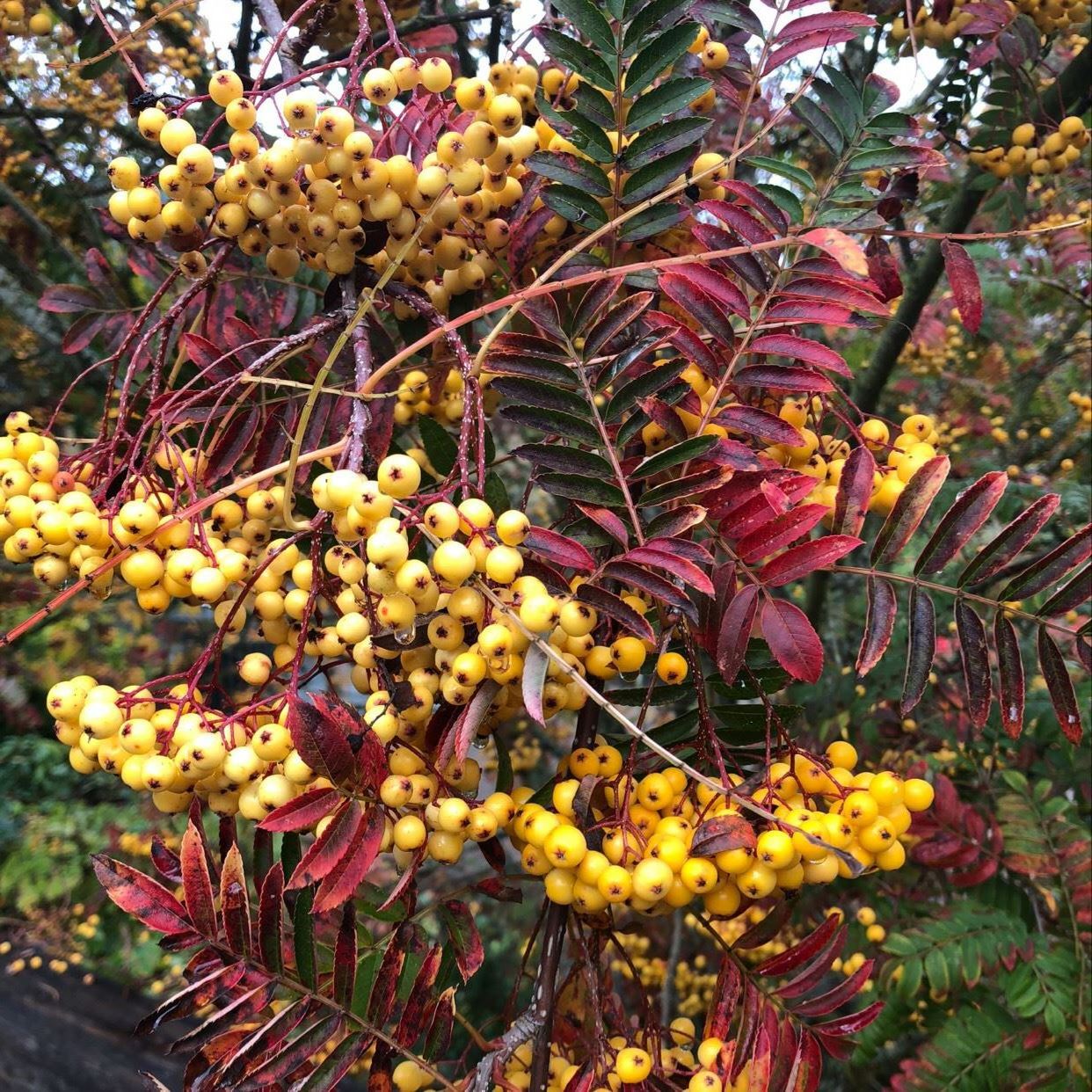 Sorbus 'Joseph Rock' - mountain ash