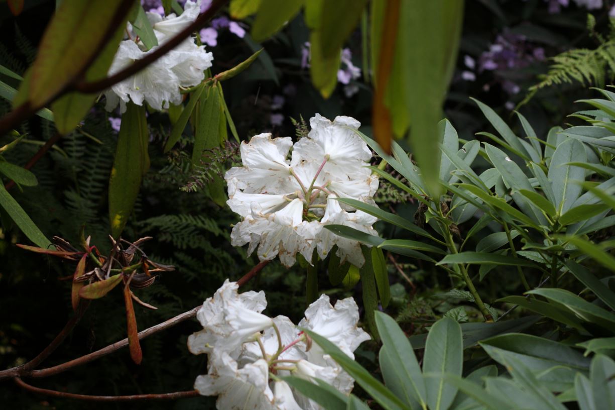 Rhododendron auriculatum - eared rhododendron