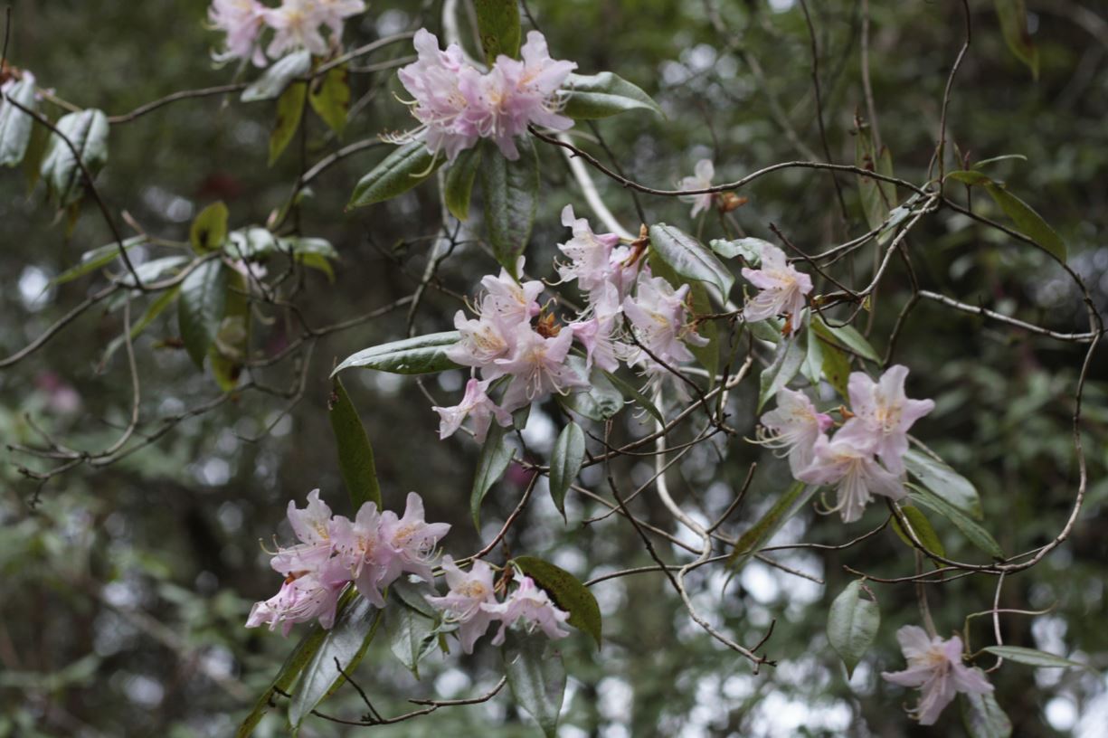 Rhododendron lutescens