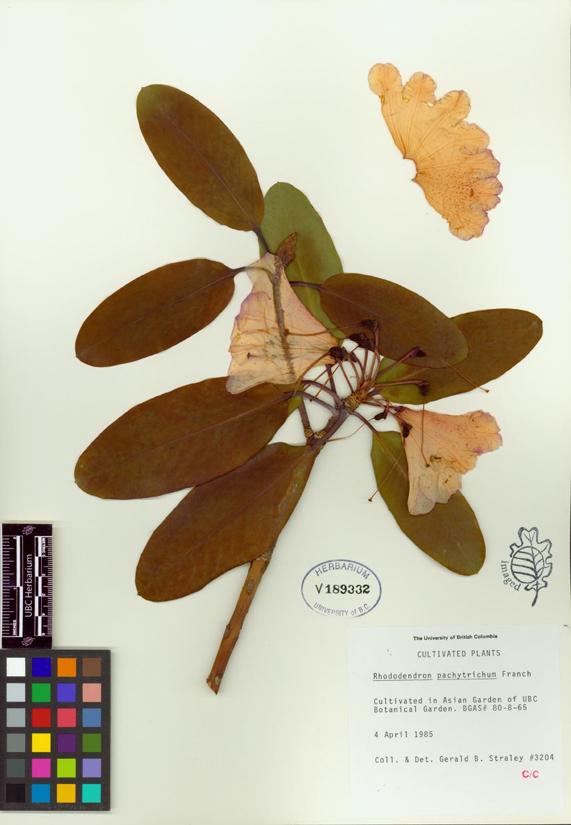 Rhododendron pachytrichum - rhododendron
