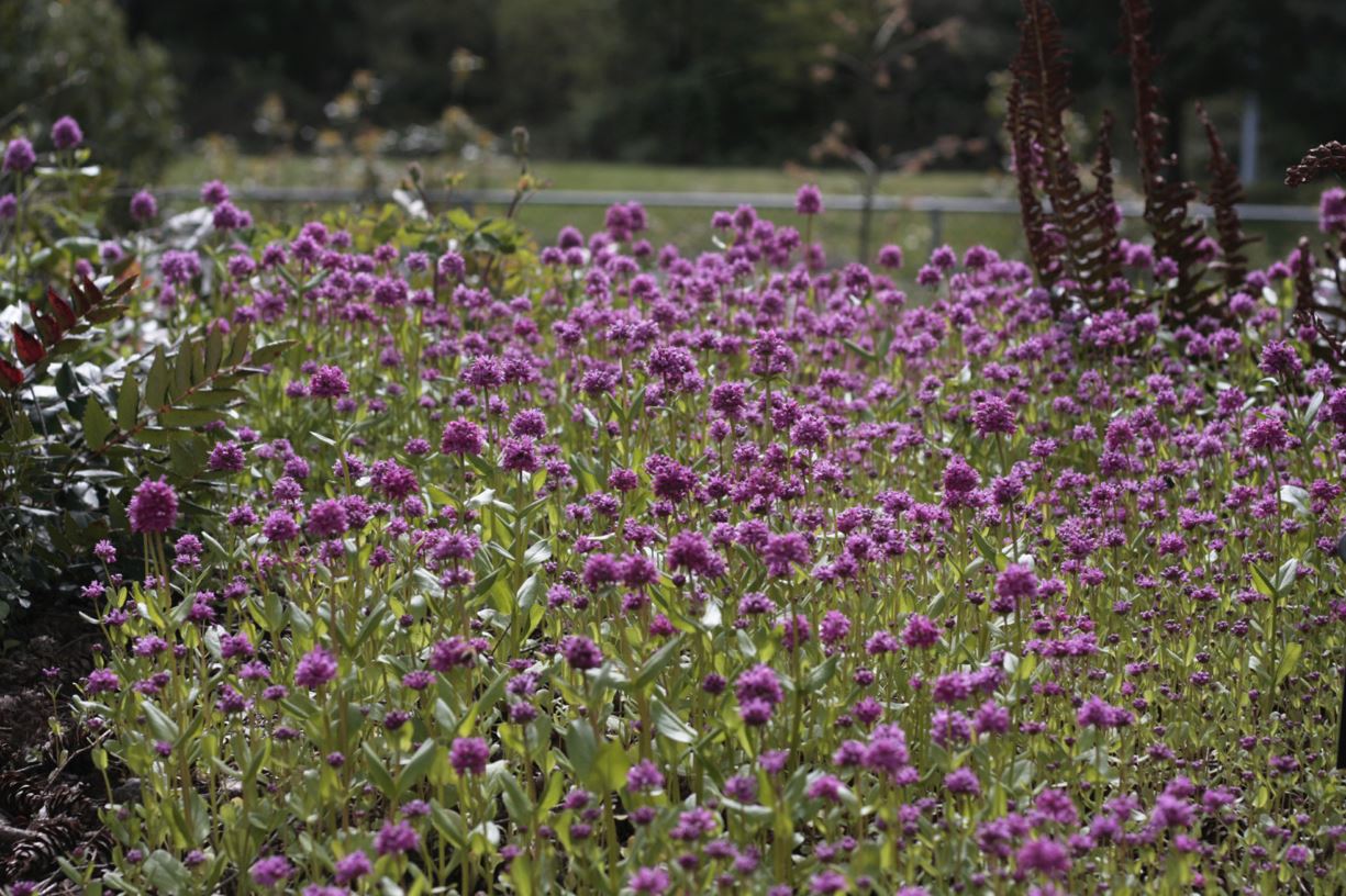 Plectritis congesta - sea blush