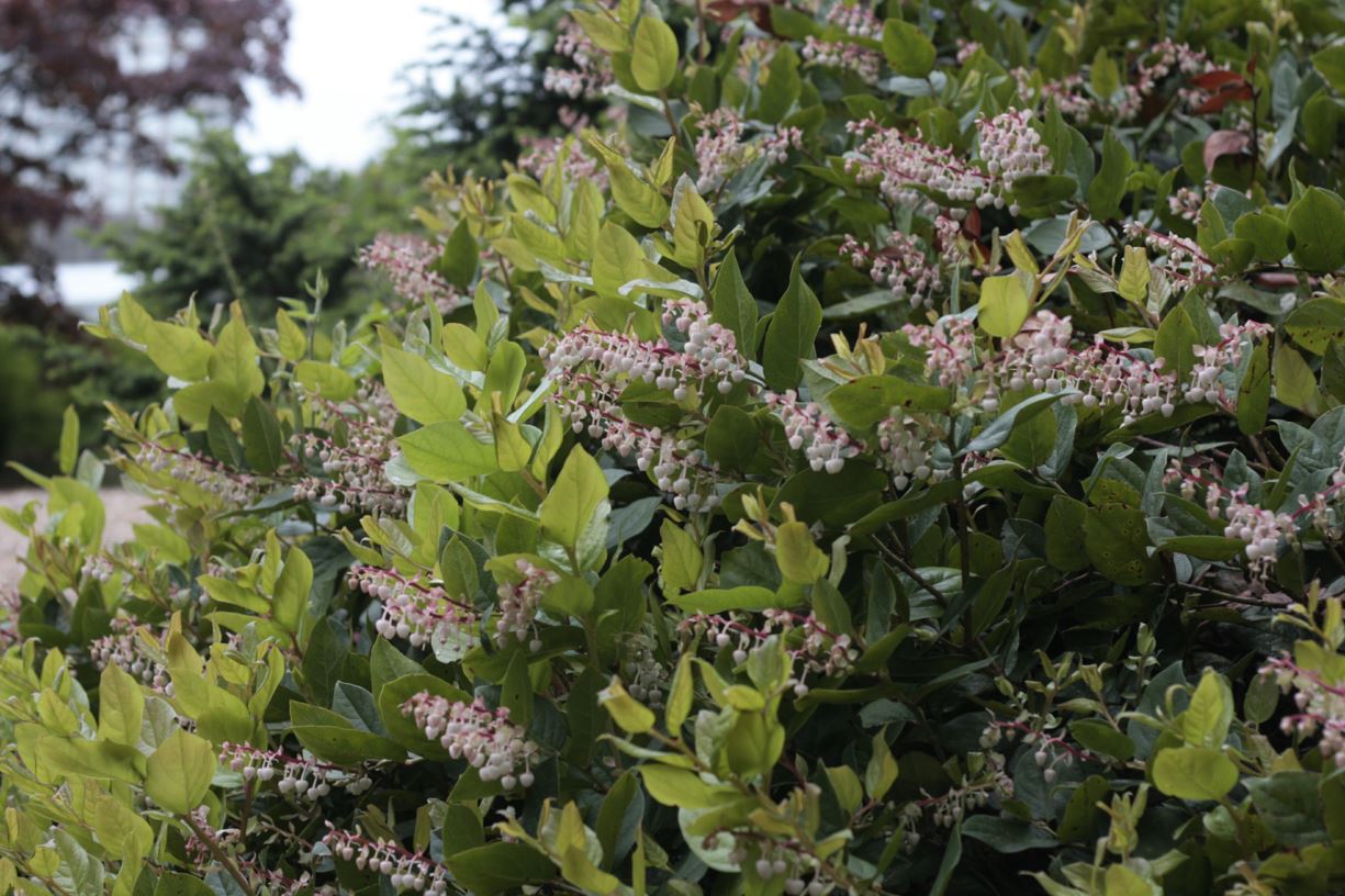 Gaultheria shallon - salal