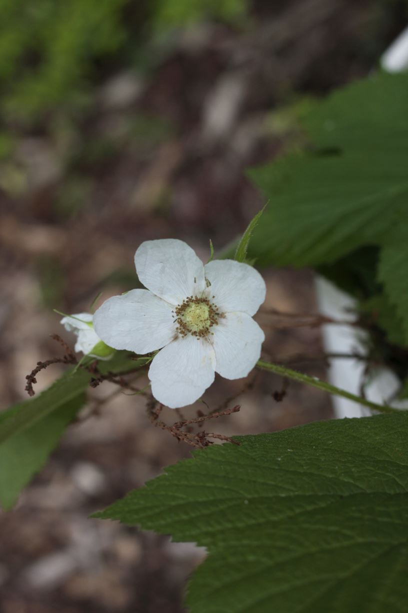 Rubus parviflorus - thimbleberry