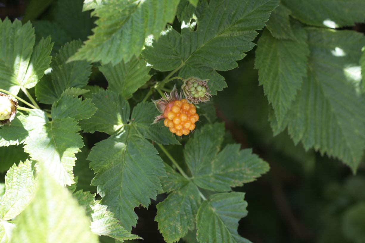Rubus spectabilis - salmonberry