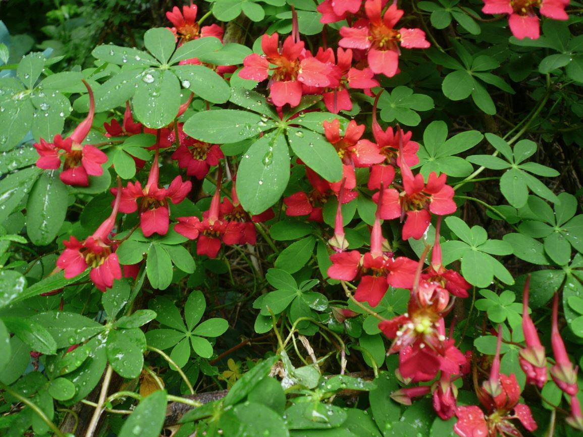 Tropaeolum speciosum - Chilean flame vine, flame nasturtium