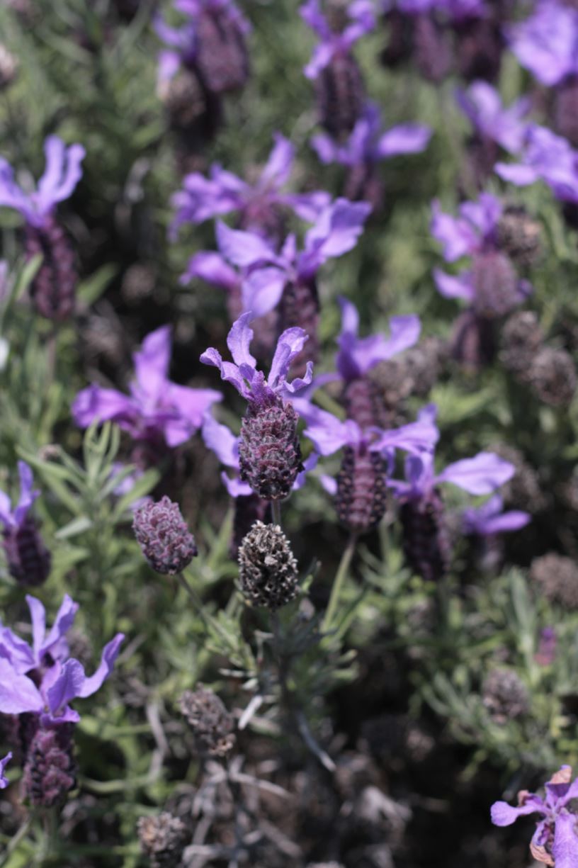 Lavandula pedunculata - hardy butterfly lavender