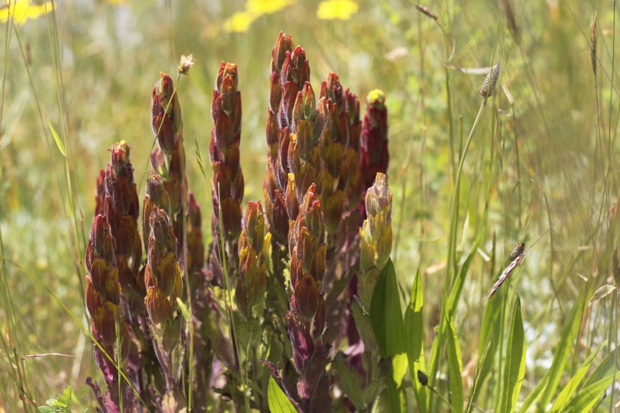 Castilleja levisecta - golden paintbrush