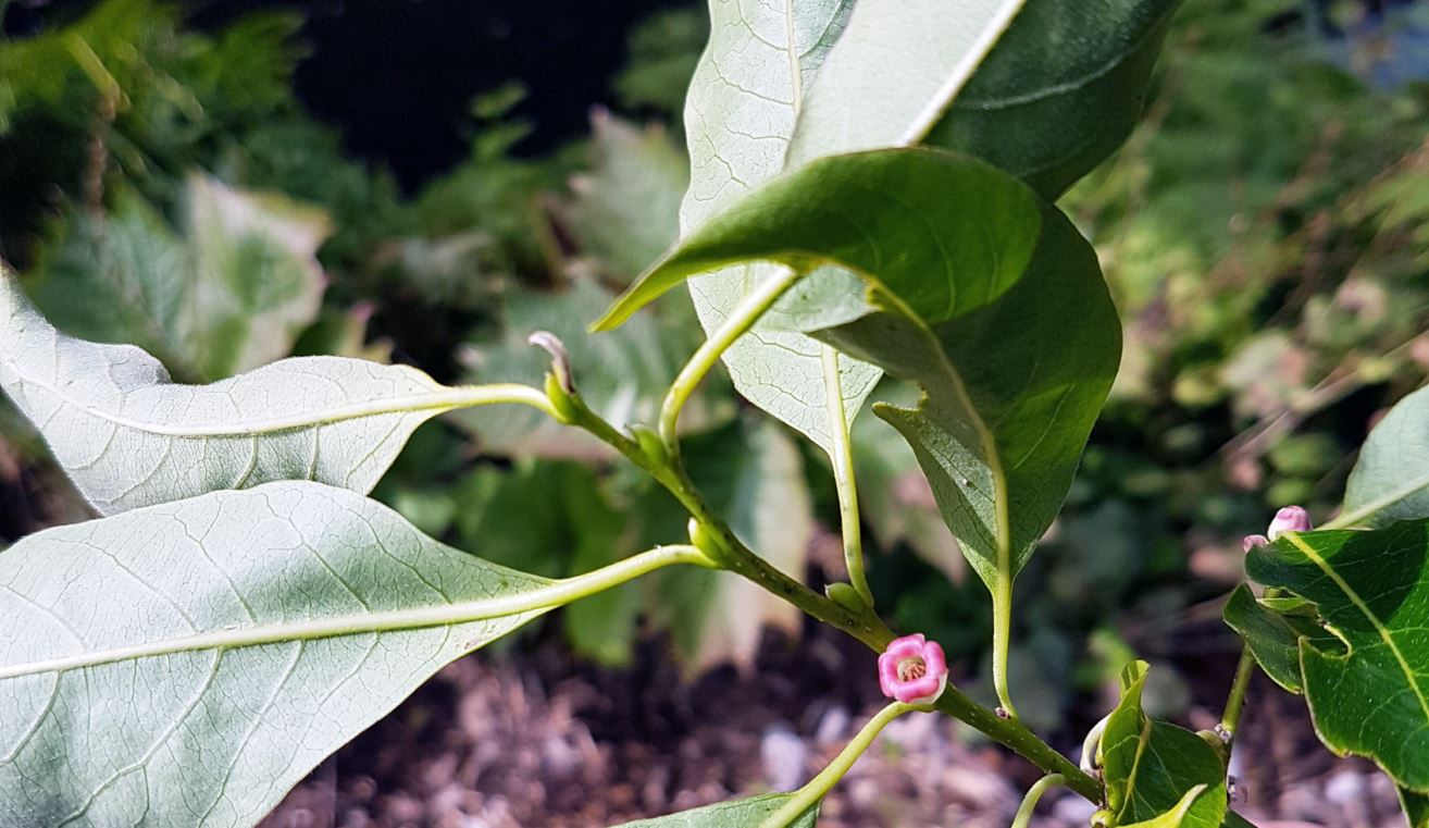 Diospyros lotus - lotus persimmon, date plum