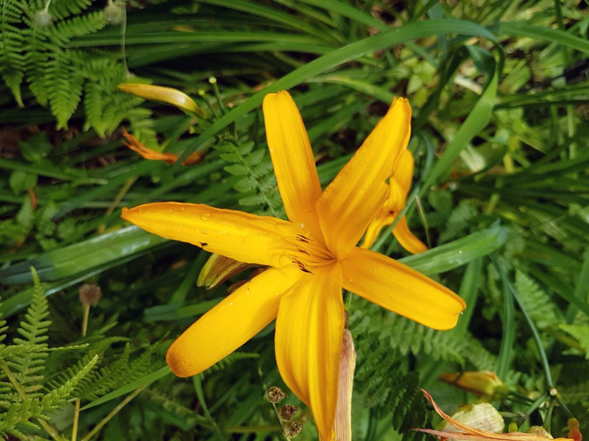 Hemerocallis forrestii 'Perry's Variety' - Forrest's daylily