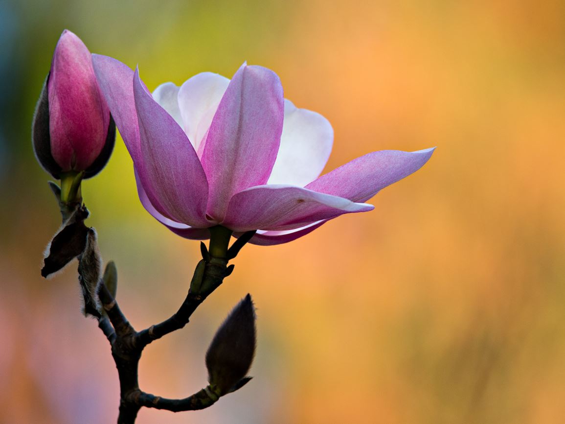 Magnolia campbellii - Campbell's magnolia, pink tulip tree
