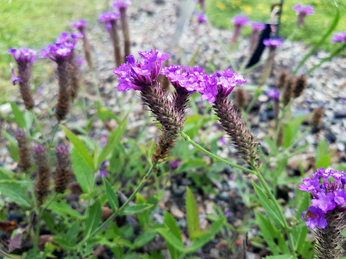 Verbena rigida - slender vervain