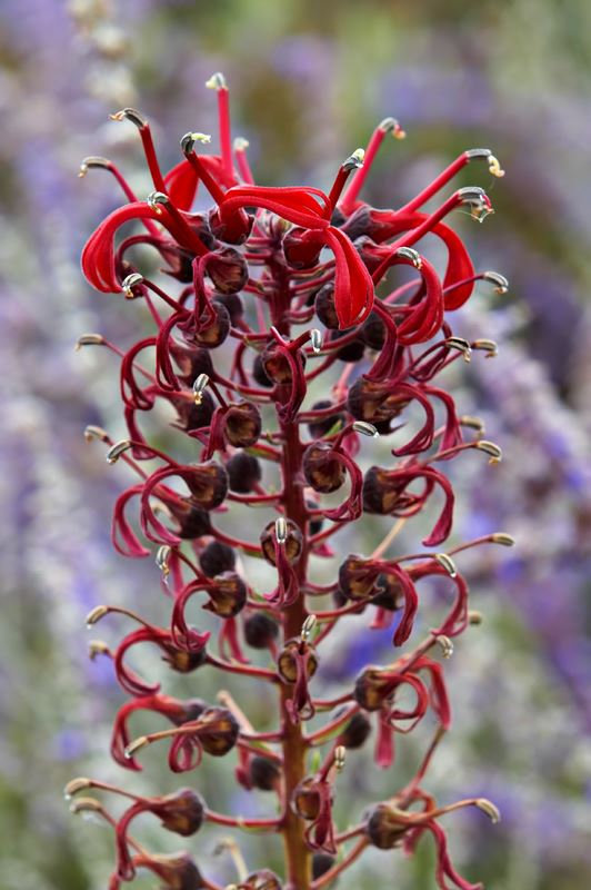 Lobelia tupa - devil's tobacco