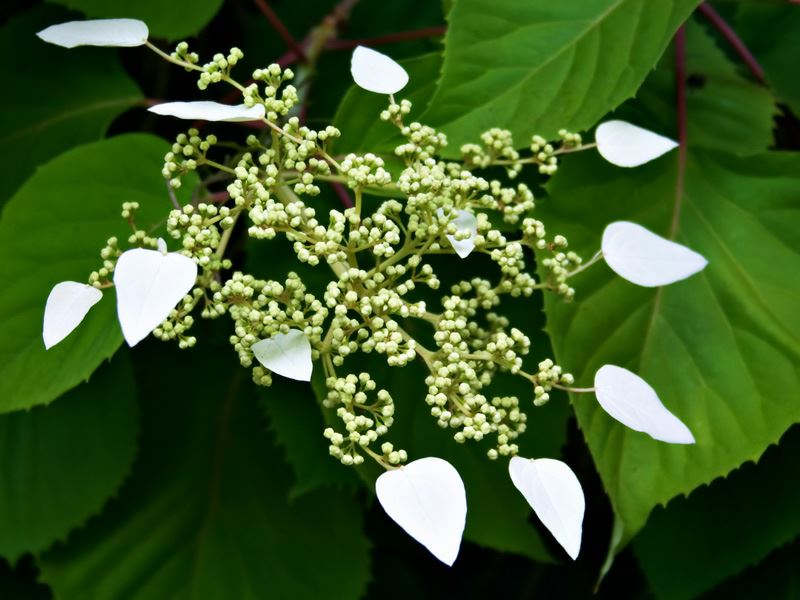 Hydrangea hydrangeoides - Japanese climbing hydrangea