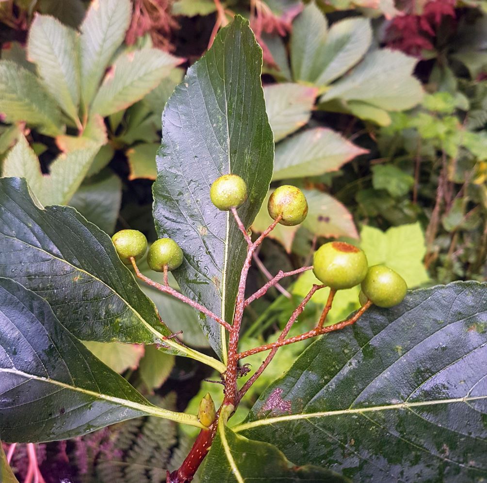 Micromeles globosa - whitebeam