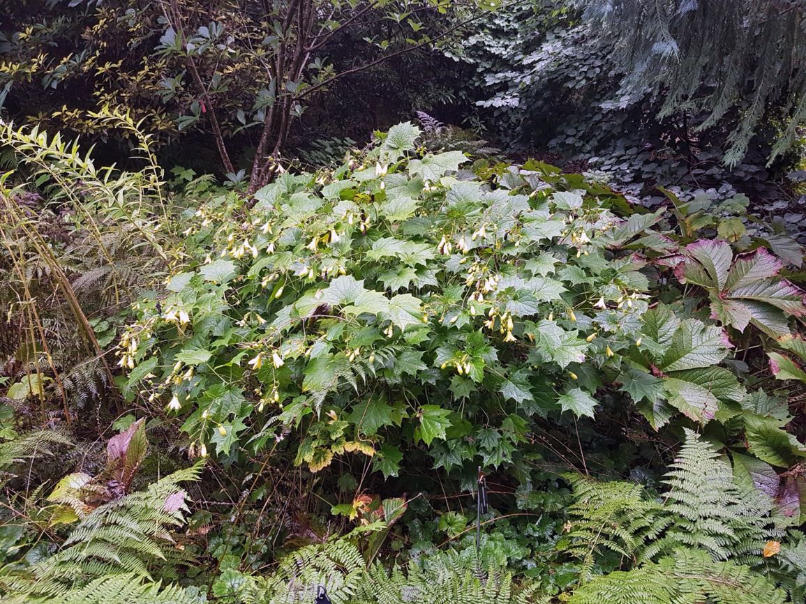 Kirengeshoma palmata - yellow wax bells