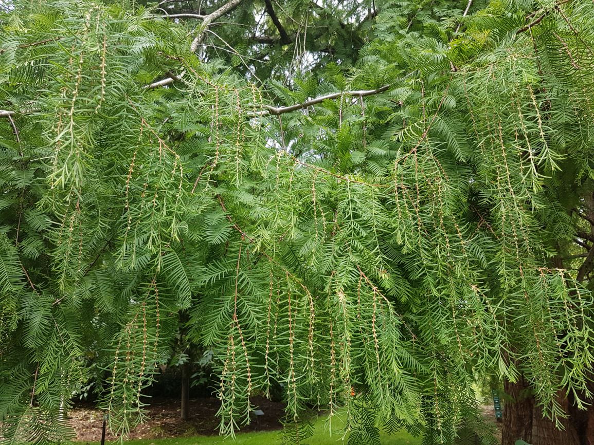 Metasequoia glyptostroboides - dawn redwood