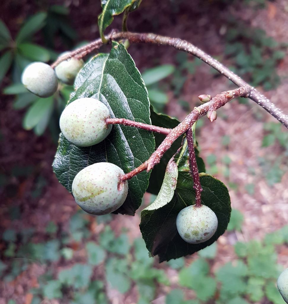 Micromeles decaisneana - whitebeam