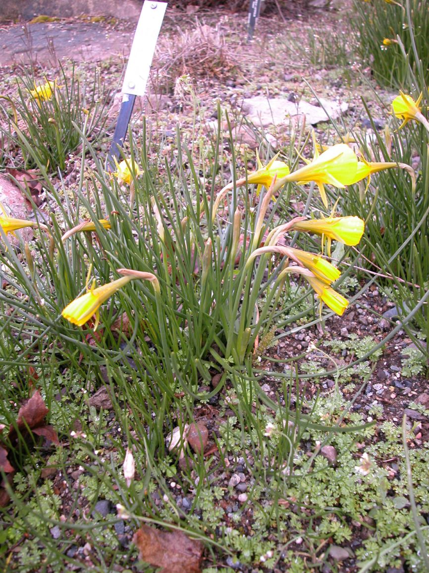Narcissus bulbocodium - hoop-petticoat daffodil