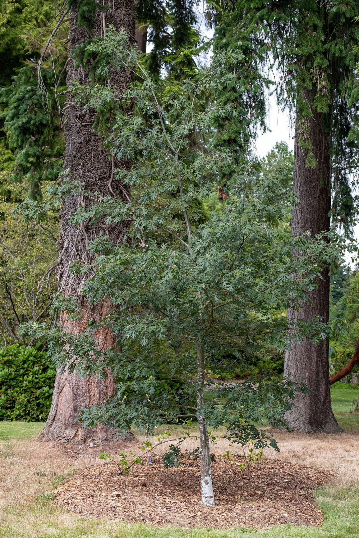 Quercus kelloggii - California black oak