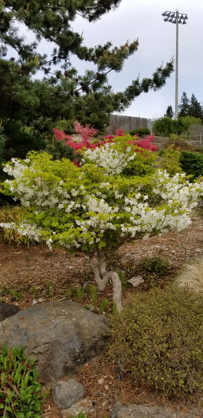 Rhododendron quinquefolium - section Sciadorhodion  - five leaf azalea